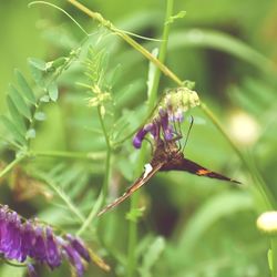 Close-up of butterfly pollinating on flower