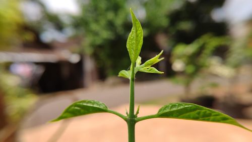 Close-up of small plant growing outdoors