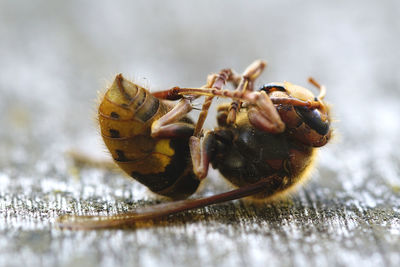 Close-up of insect