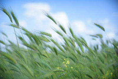 Close-up of barley plants swaying on field against sky