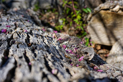 Close-up of lizard on rock