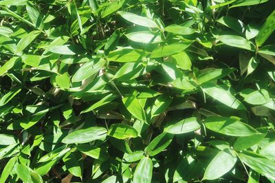 Full frame shot of plants