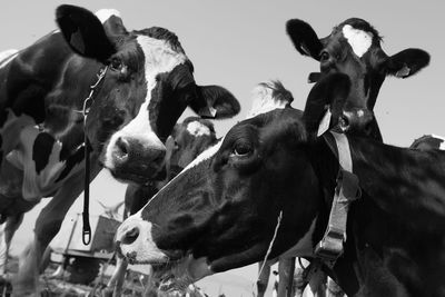 Close-up of cow relaxing on field against clear sky