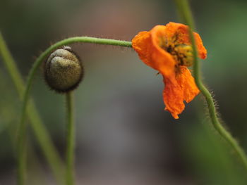 Close-up of red rose flower bud