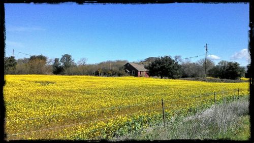 Scenic view of field against clear sky