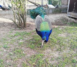 View of peacock on field