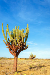 Low angle view of cactus plant against blue sky