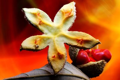 Close-up of red berries on plant