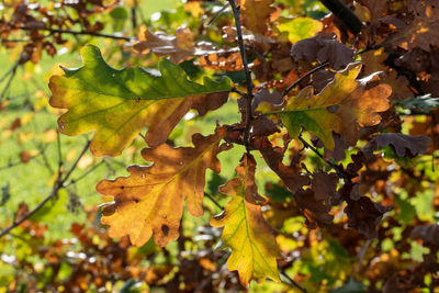 Close-up of maple leaves on tree during autumn