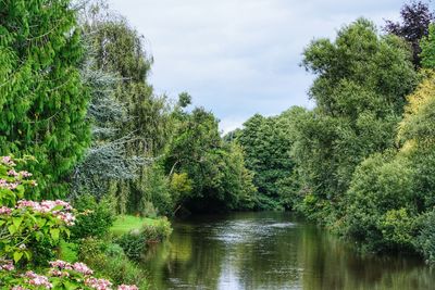 River amidst trees in forest against sky