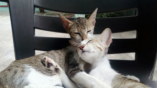 Close-up of cats sleeping together at home