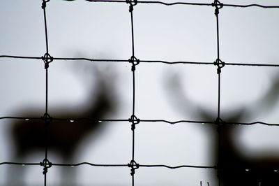 Close-up of wet fence with deer in background