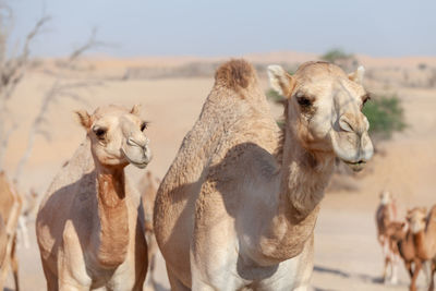 Closeup portrait of the middle eastern camels in a desert in united arab emirates