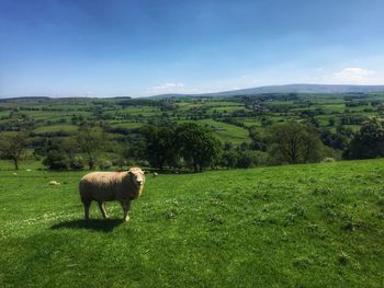 Cows grazing on field against sky