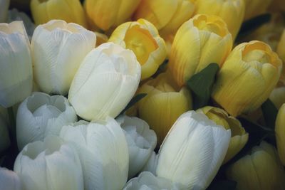 Full frame shot of white flowering plants