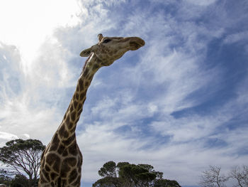 Low angle view of giraffe against sky