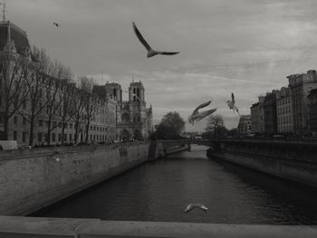 Seagull flying over canal in city