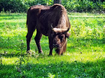 Horse grazing in a field