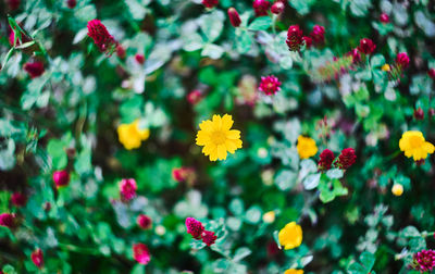 Close-up of yellow flowering plants