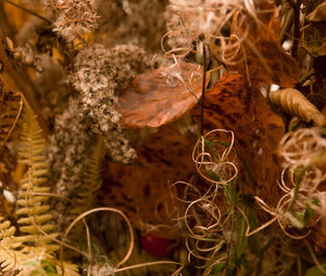 Close-up of plant growing on field