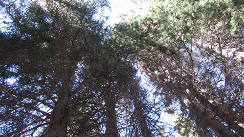 Low angle view of trees in forest against sky