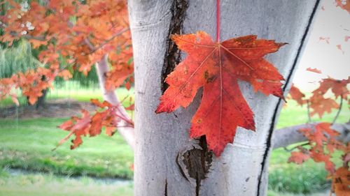 Close-up of maple tree during autumn