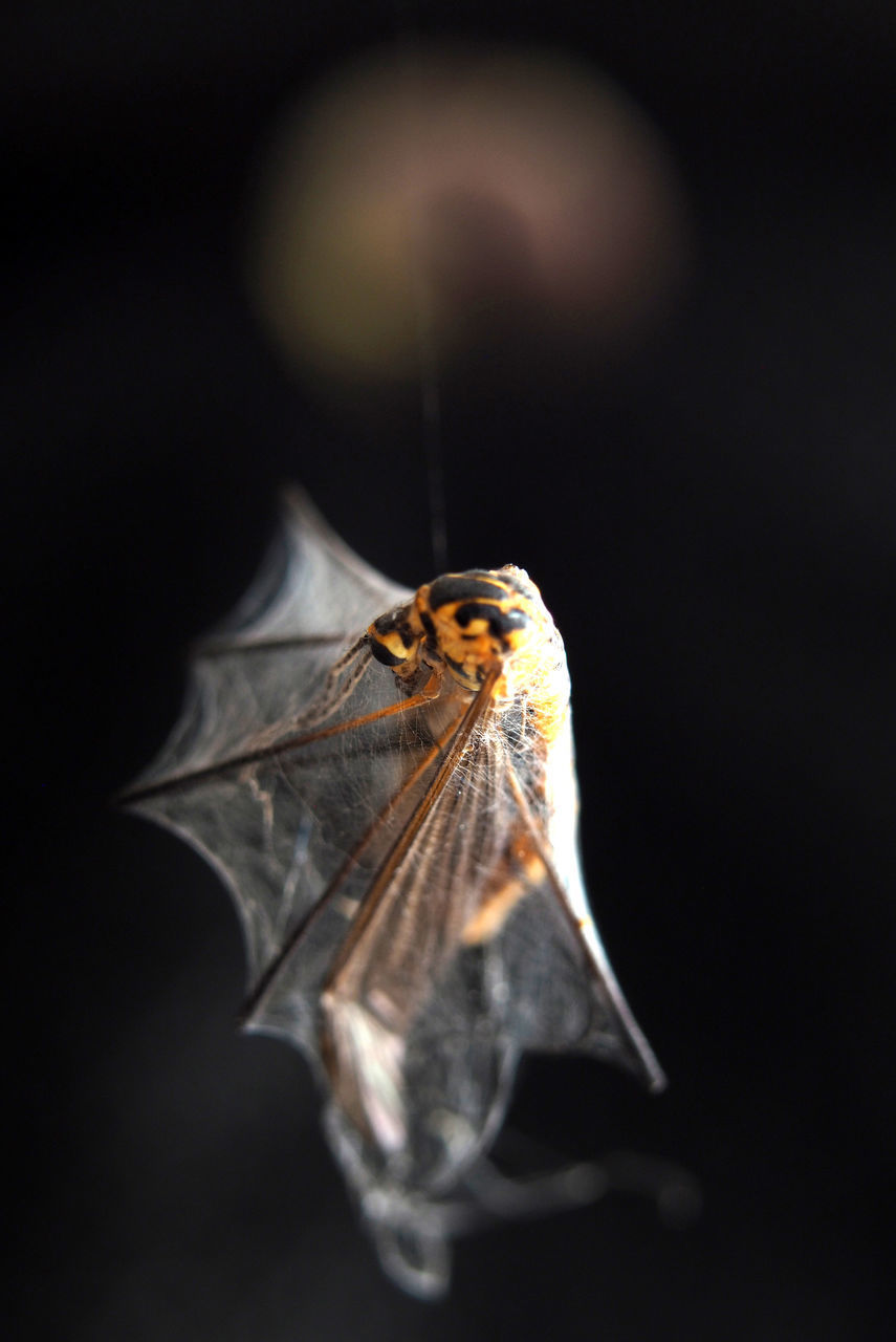 CLOSE-UP OF FLY ON LEAF