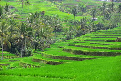 Scenic view of rice field