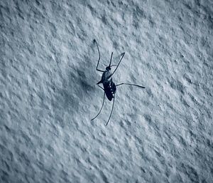High angle view of insect flying