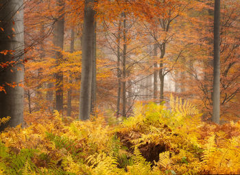 Trees in forest during autumn