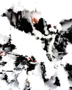 Close-up of tree against sky during winter