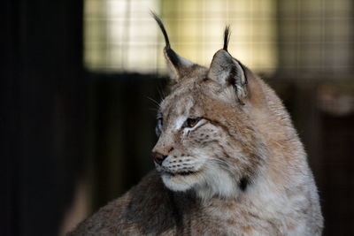 Close-up of lynx