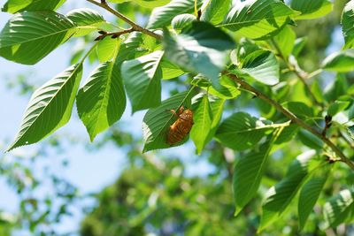 Low angle view of butterfly on leaf