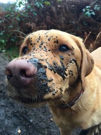 Close up of dirty dog face covered in mud