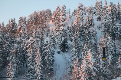 Snow covered pine trees in forest during winter