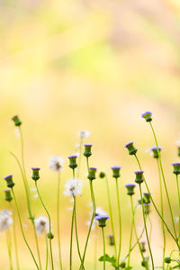 Close-up of yellow flowering plants on field