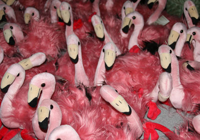 High angle view of flamingos