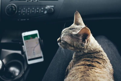 Close-up of a cat looking at car