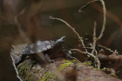 Close-up of turtle