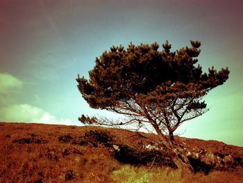 Tree on landscape against sky