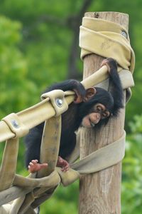 Close-up of monkey on hand holding wood