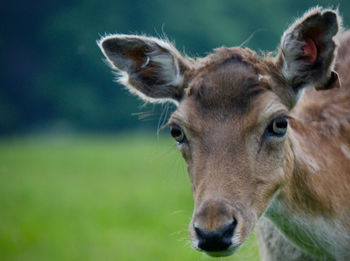 Close-up of deer