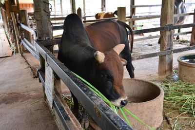 High angle view of cow in stable