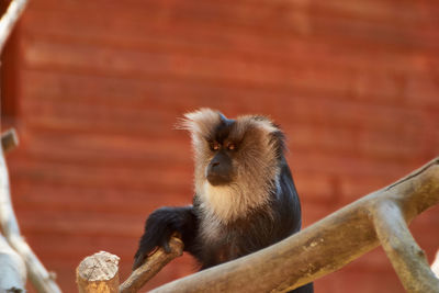 Lion-tailed macaque macaca silenus