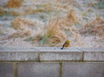 Close-up of bird perching on retaining wall