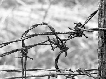 Close-up of barbed wire