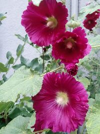 Close-up of pink flowering plant