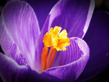 Close-up of pink flower