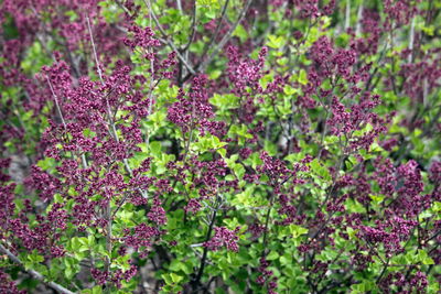 Close-up of pink flowers