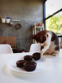 Dog in plate on table